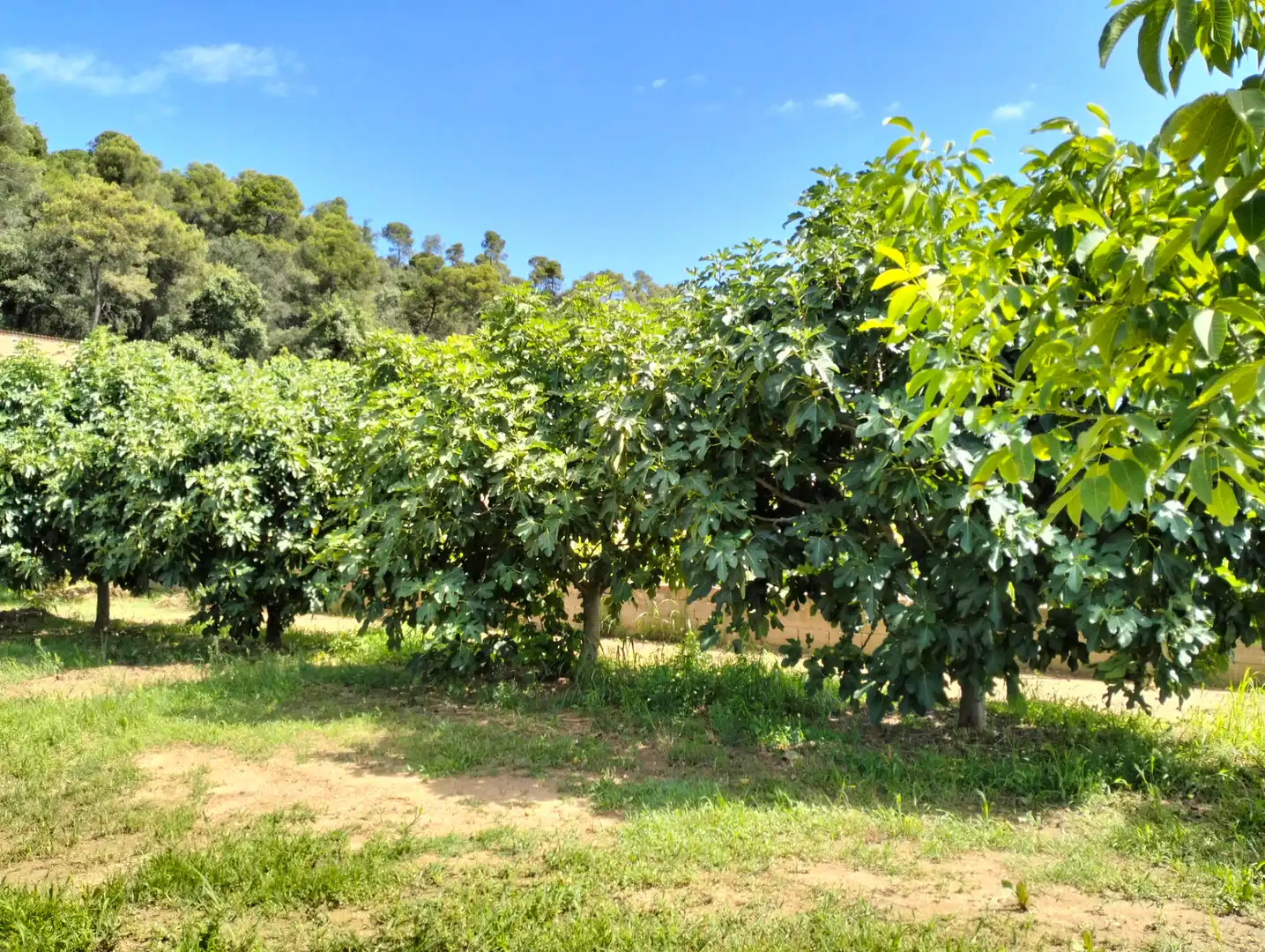 Jardí de Casa o xalet en venda en Cervià de Ter amb Jardí privat, Terrassa i Balcó