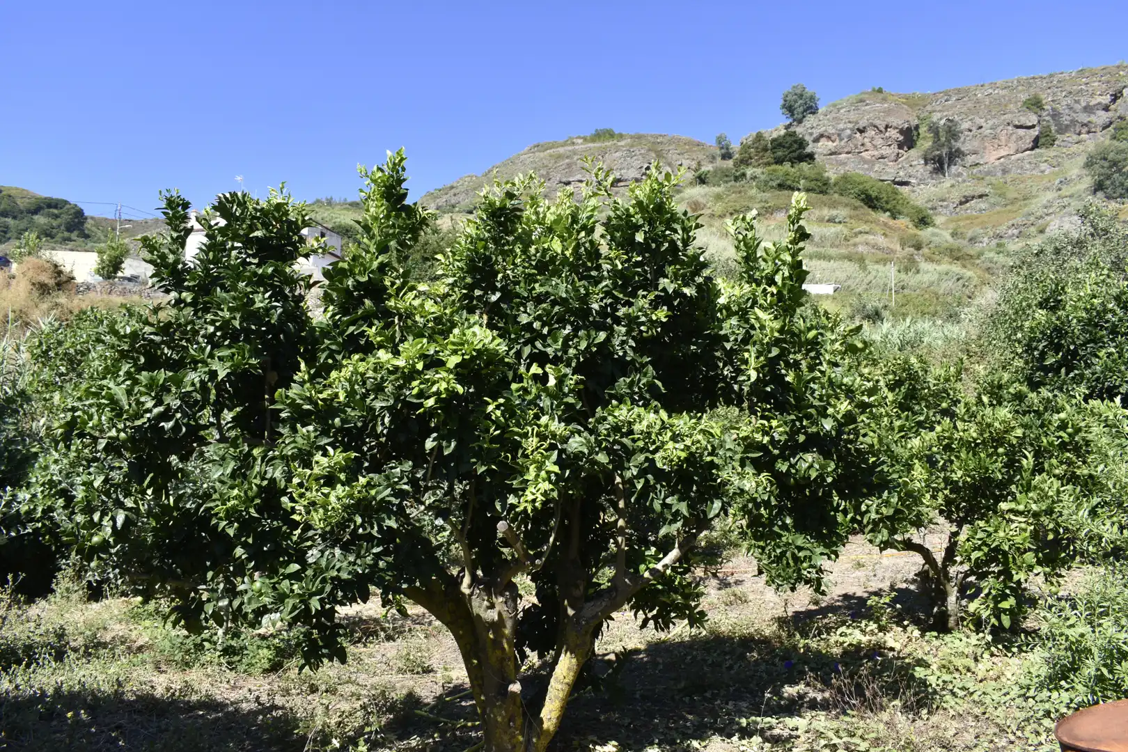 Jardí de Casa o xalet en venda en Teror amb Calefacció, Jardí privat i Terrassa