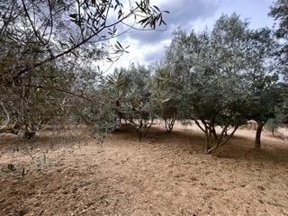 Photo 4 of Country house for sale in Polígono Calvià, Calvià pueblo, Illes Balears