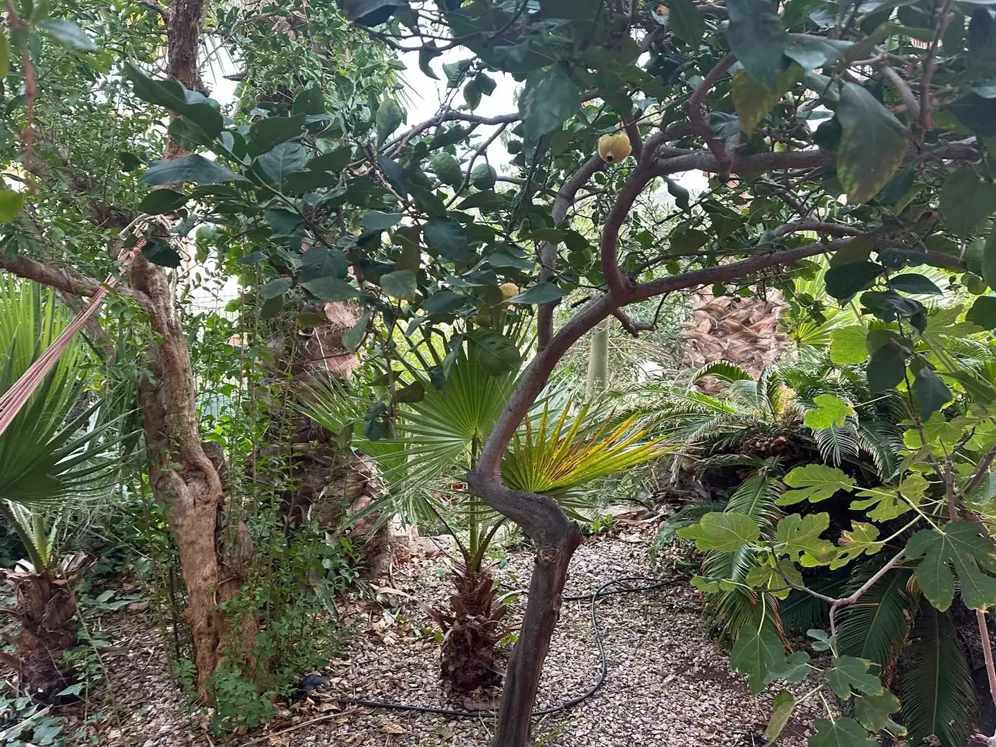 Villa zum Verkauf in Los Collados-Los Geraneos, imagen 31