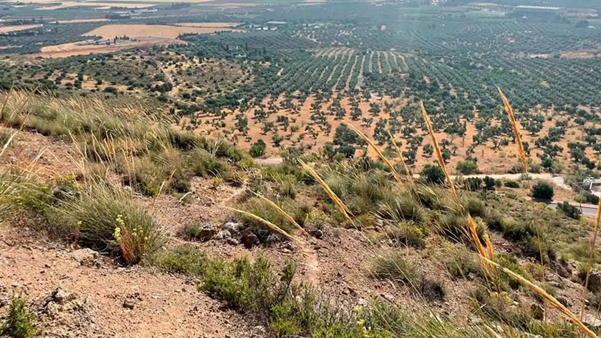 Lands and plots for sale in Bobadilla - Bobadilla Estación - La Joya, imagen 4