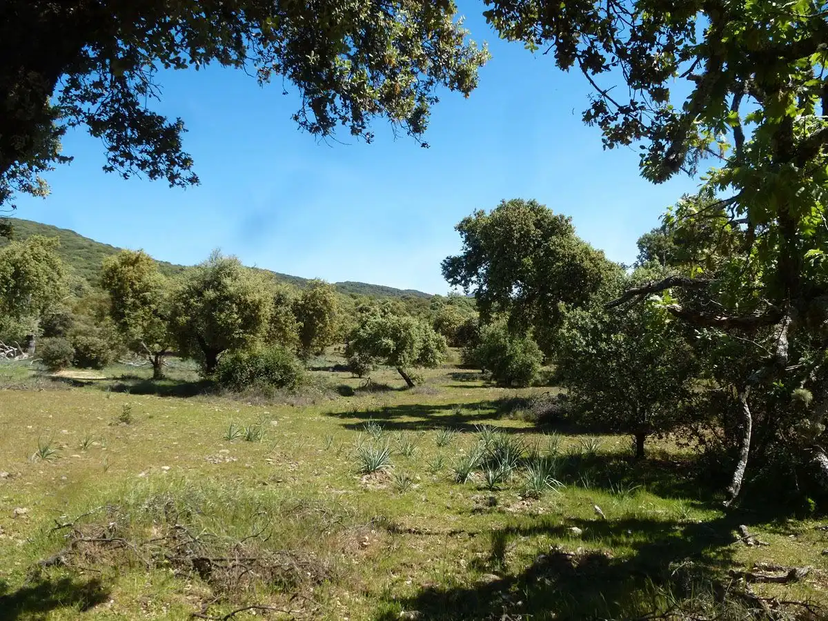 Terreni e lotti in vendita a Madroñera, imagen 4
