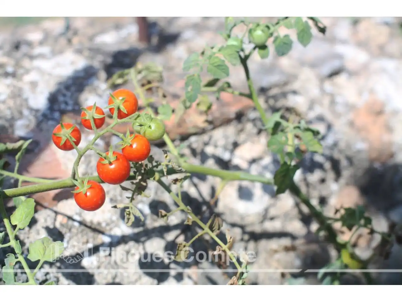 Garden of Country homes for sale in El Vendrell  with Private garden, Terrace and Swimming Pool