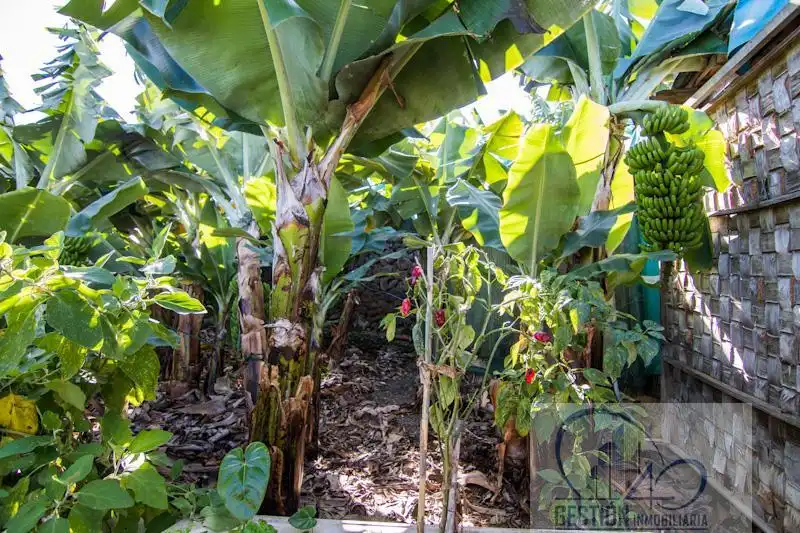Jardín de Finca rústica en venta en Puerto de la Cruz