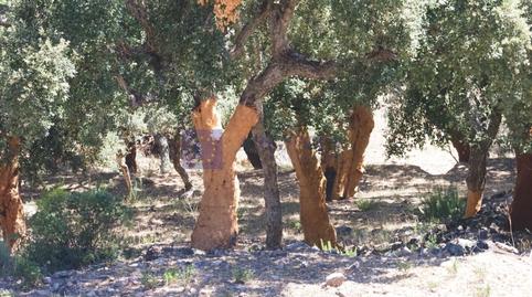 Foto 4 de Casa o xalet en venda a Centro, Cáceres