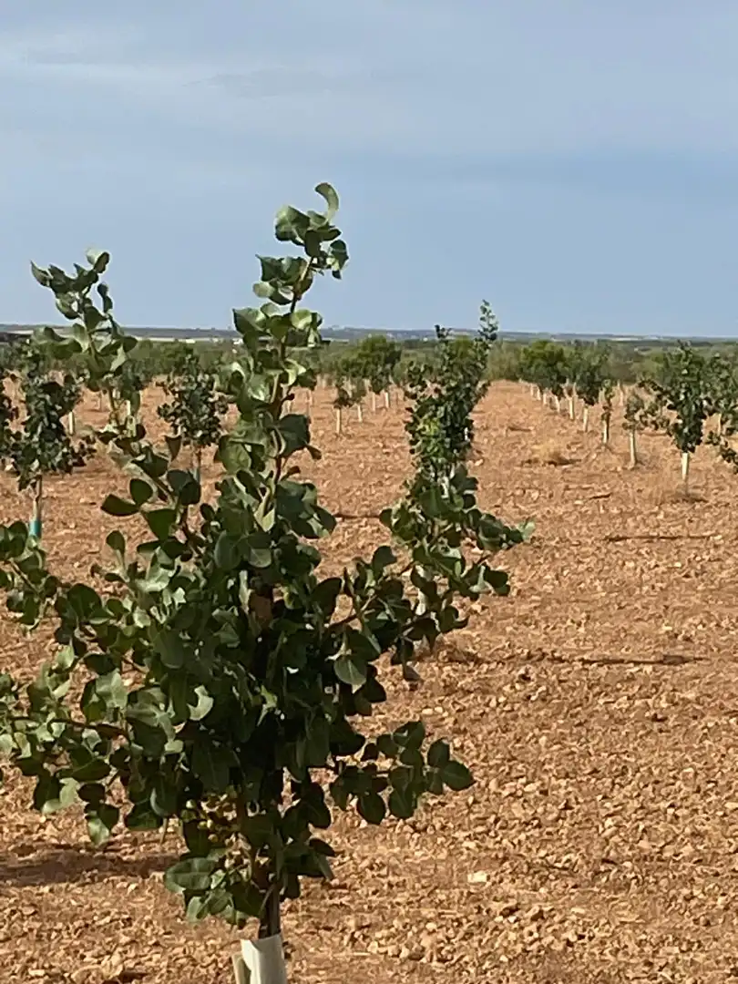 Terreno rustico in vendita a Calle García Pavón, imagen 4