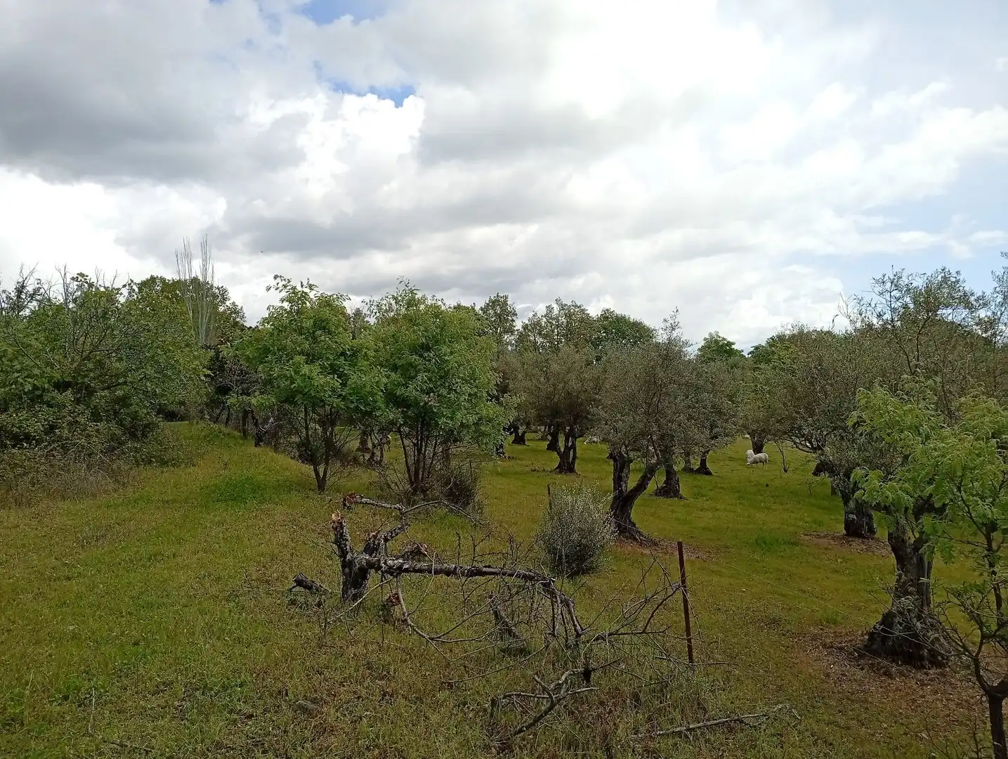 Terreni e lotti in vendita a Villanueva de la Vera, imagen 62