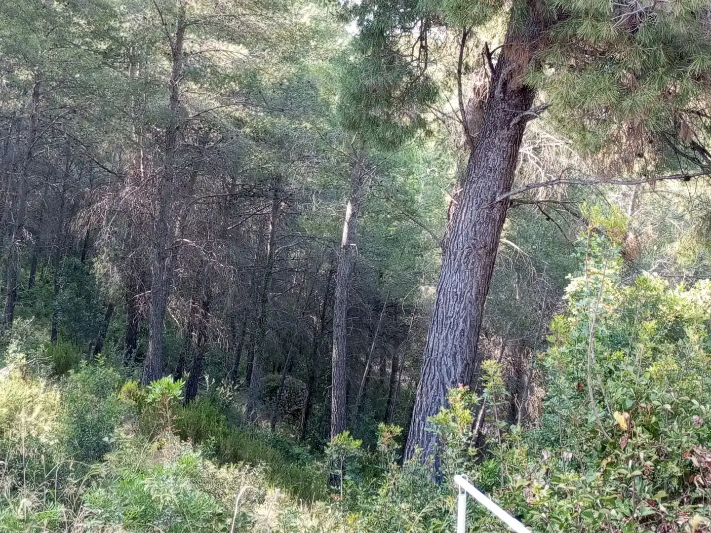 Pis en venda en Torrelles de Foix amb Jardí privat, Parquet i Piscina