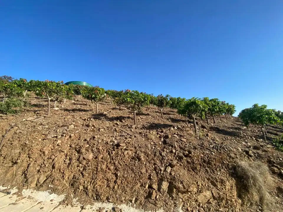 Terreny rústic en venda a Carretera Vélez-Málaga 1D, imagen 11