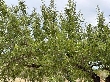 Terreno rustico in vendita a Rambla AZUD