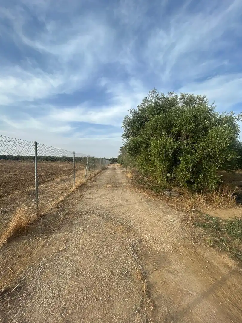 Grundstücke zum Verkauf in Utrera