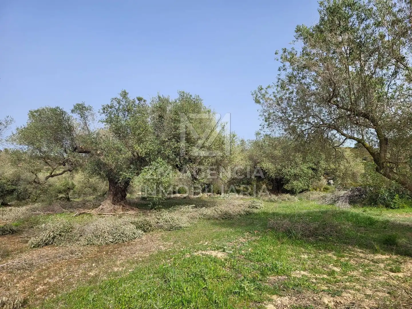 Terreno rustico in vendita a Corral de la Culla, imagen 3