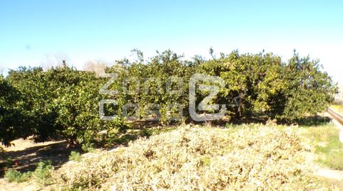 Magnífica Finca de Naranjos en Plena Producción., imagen 3