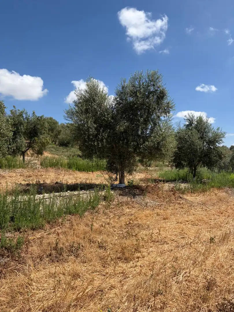 Terreno rustico in vendita a Santaella