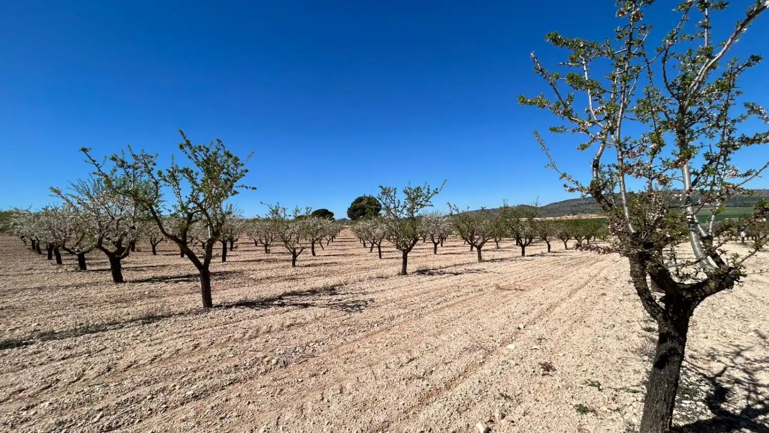 Finca rústica en venda en Tobarra