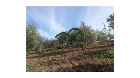 Foto 3 de Finca rústica en venta en Partidas Norte, Ronda