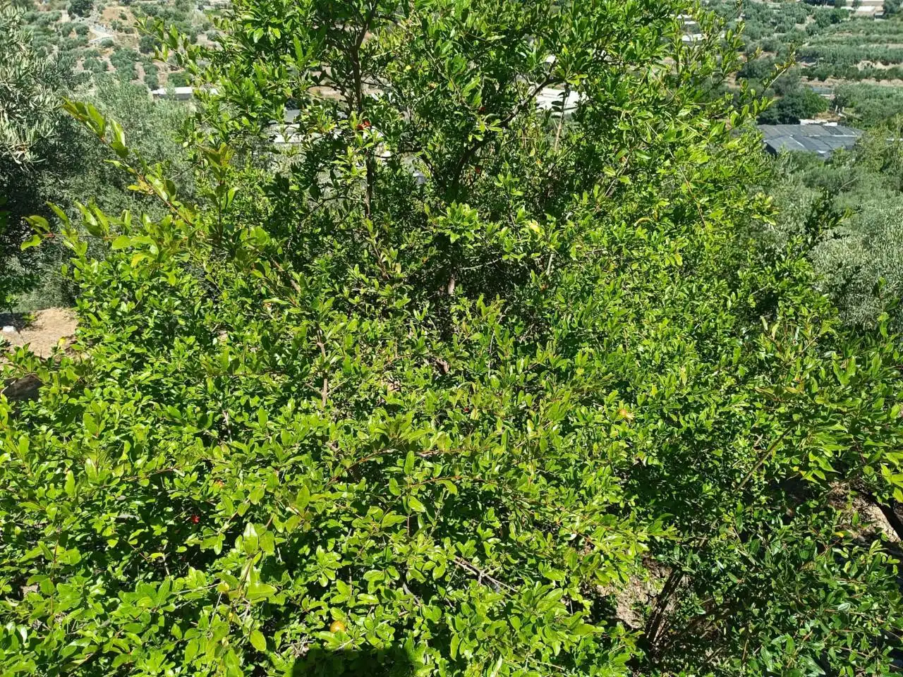 Terreni e lotti in vendita a Calle d 1, imagen 10