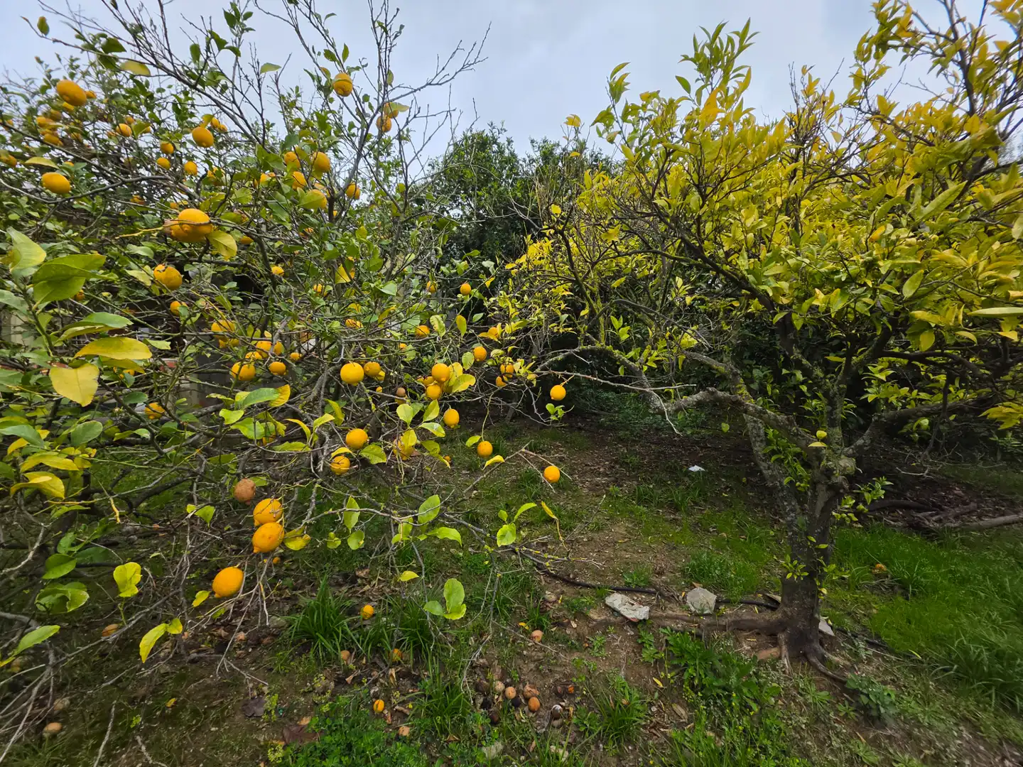 Terreni e lotti in vendita a La Granja - La Colina - Los Pastores, imagen 12