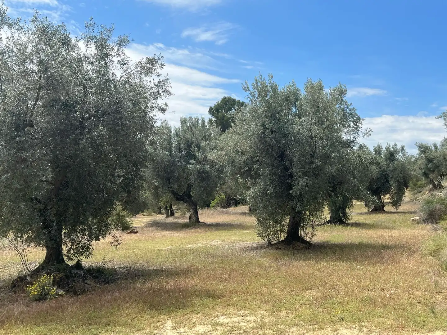 Terreni e lotti in vendita a Cretas, imagen 6
