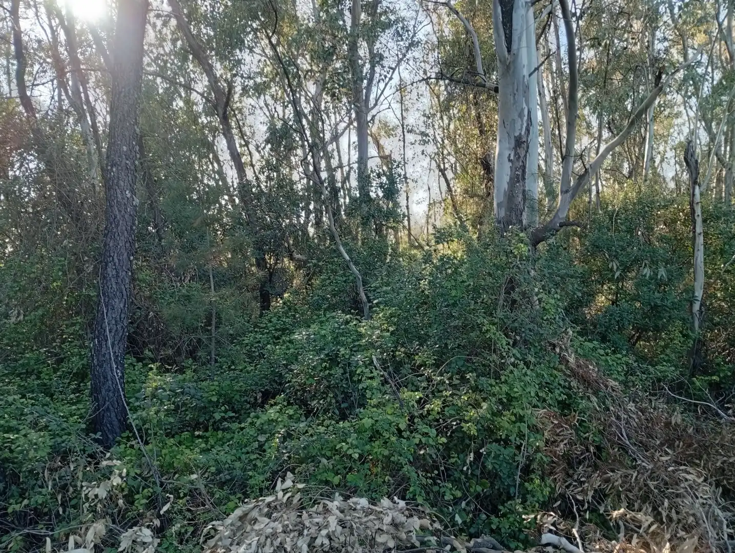 Terreni e lotti in vendita a Villanueva de la Vera, imagen 119