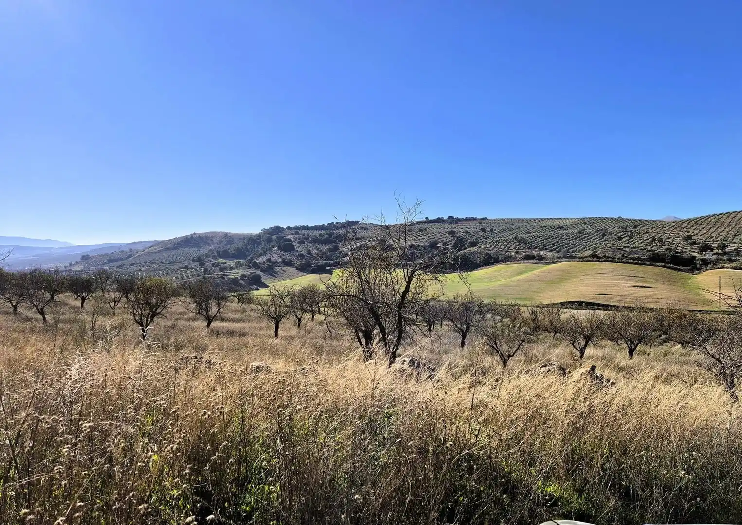 Rural land for sale in Alhama de Granada, imagen 10