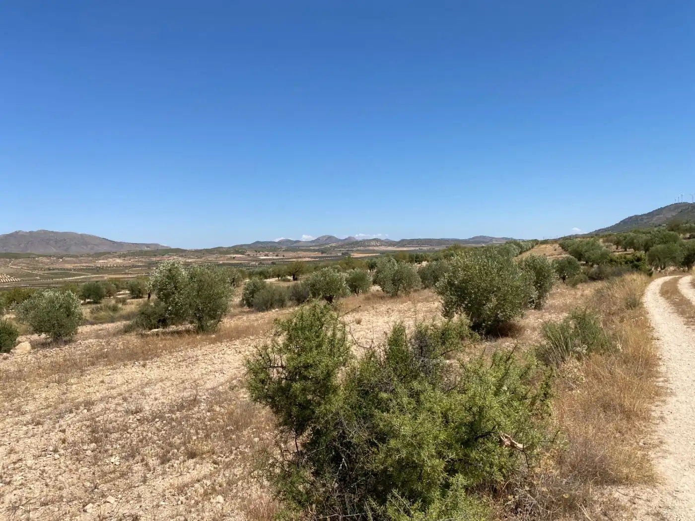 Rustikales Grundstück zum Verkauf in Jumilla, imagen 4