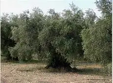 Terreni e lotti in vendita a Puente Jontoya - Puente de la Sierra - El Arroyo