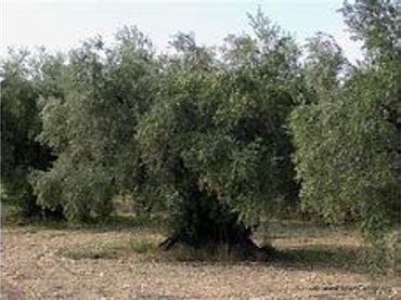 Terreno rustico in vendita a Puente Jontoya - Puente de la Sierra - El Arroyo