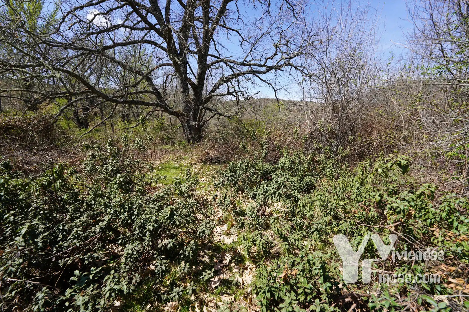 Terreno rústico en venta en Campillo de Ranas, imagen 26