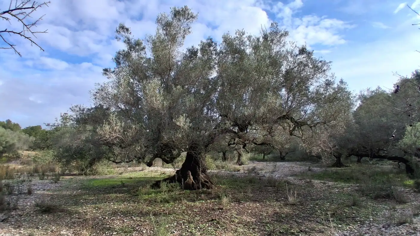 Finca rústica en venta en L'Ampolla