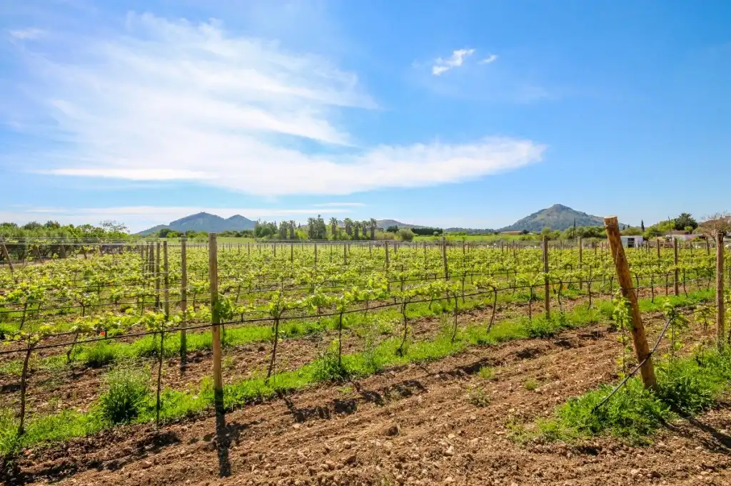 Vista exterior de Finca rústica en venda en Alcúdia amb Aire condicionat, Calefacció i Jardí privat