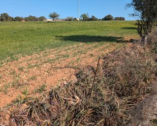 Land for sale in Ariany