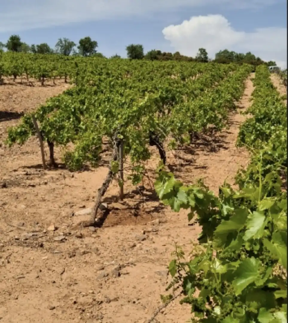 Exterior view of Land for sale in Cariñena
