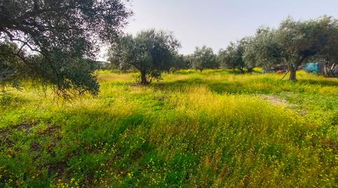 Photo 2 of Land for sale in Valverde de Mérida, Badajoz