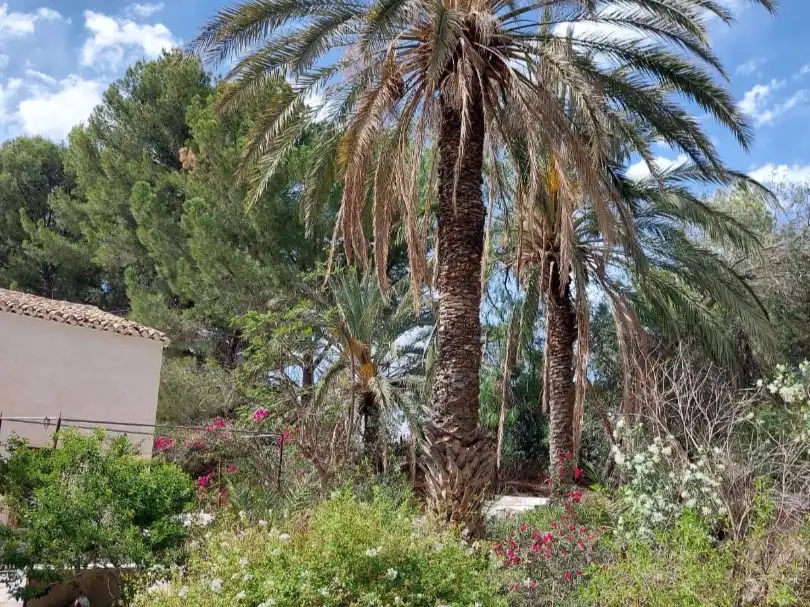 Jardín de Finca rústica en venta en Partaloa, Almería