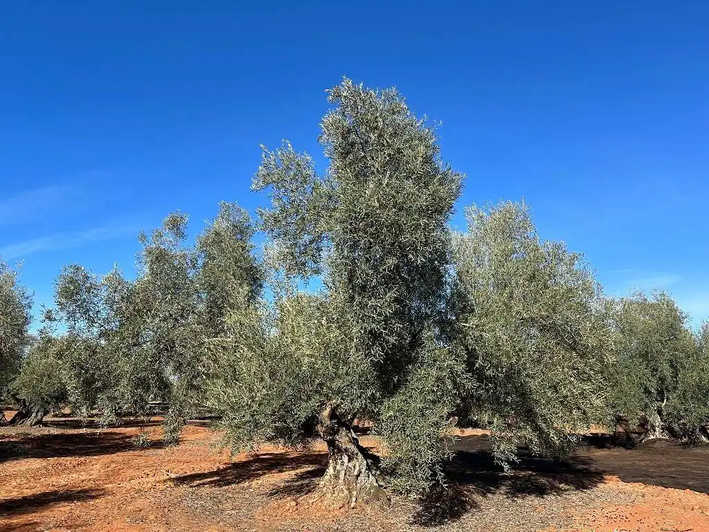 Terreni e lotti in vendita a Alange, imagen 4