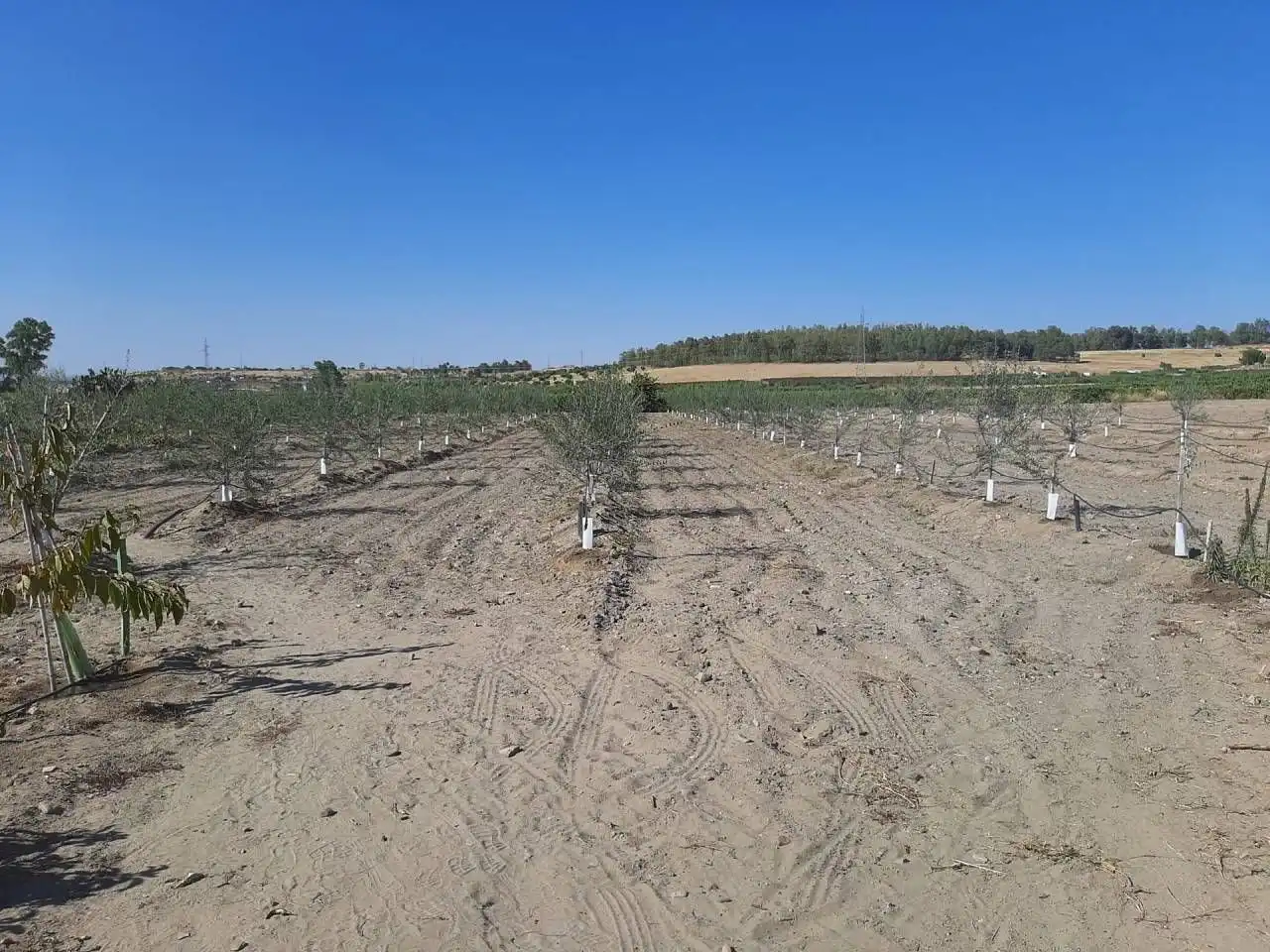 Casa o chalet en venta en Calamonte