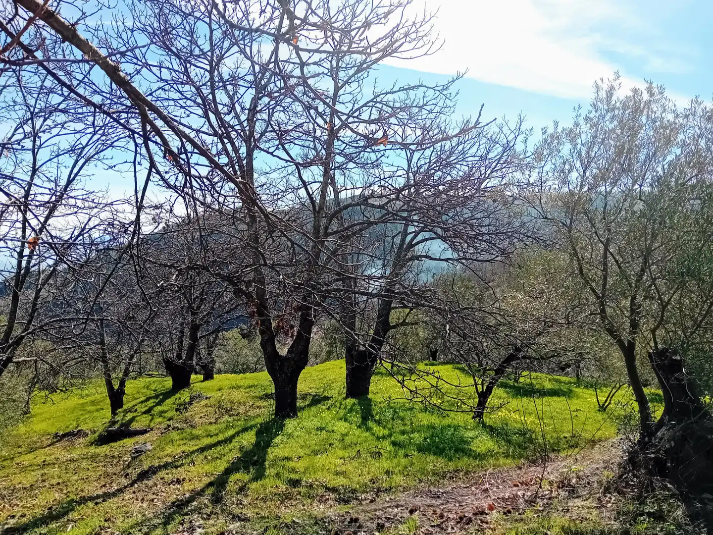 Land for sale in Yunquera