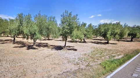 Finca de olivos con agua, immagine 5
