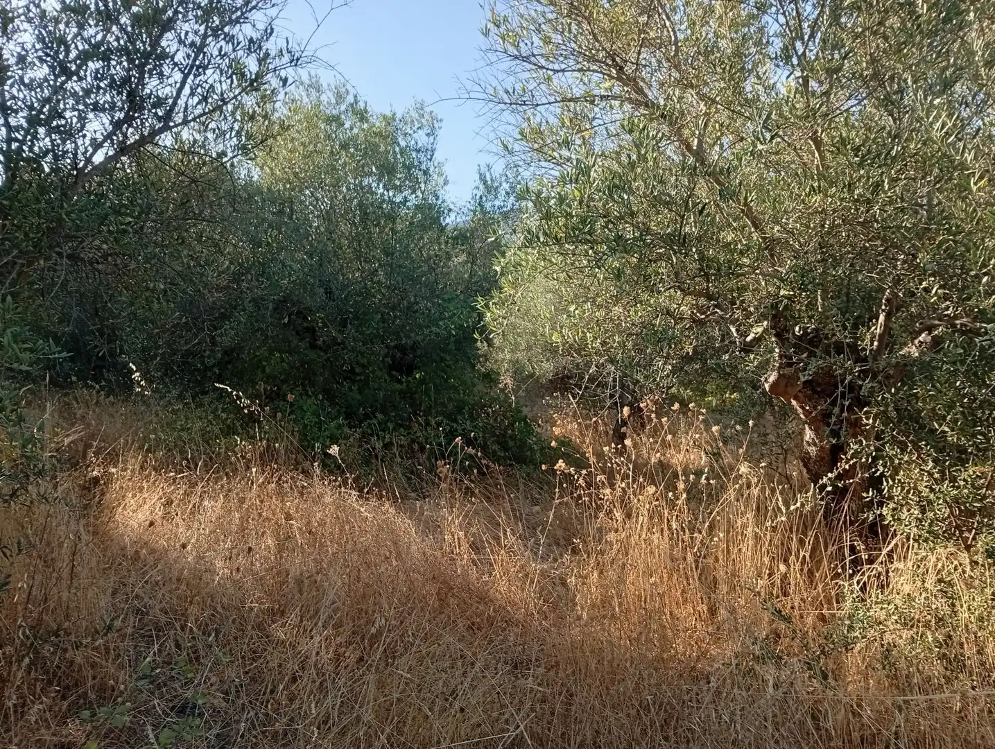 Terreni e lotti in vendita a Villanueva de la Vera, imagen 20