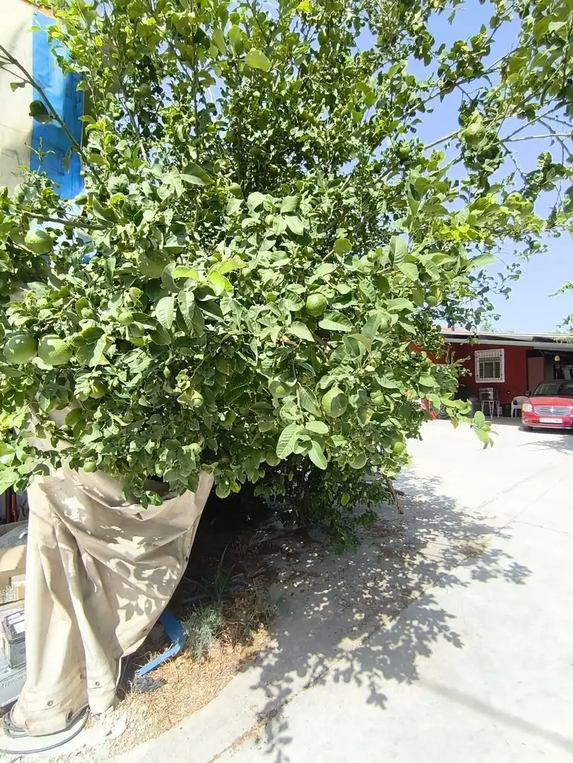 Garten von Haus oder Chalet zum Verkauf in Lorquí mit Klimaanlage, Heizung und Privatgarten