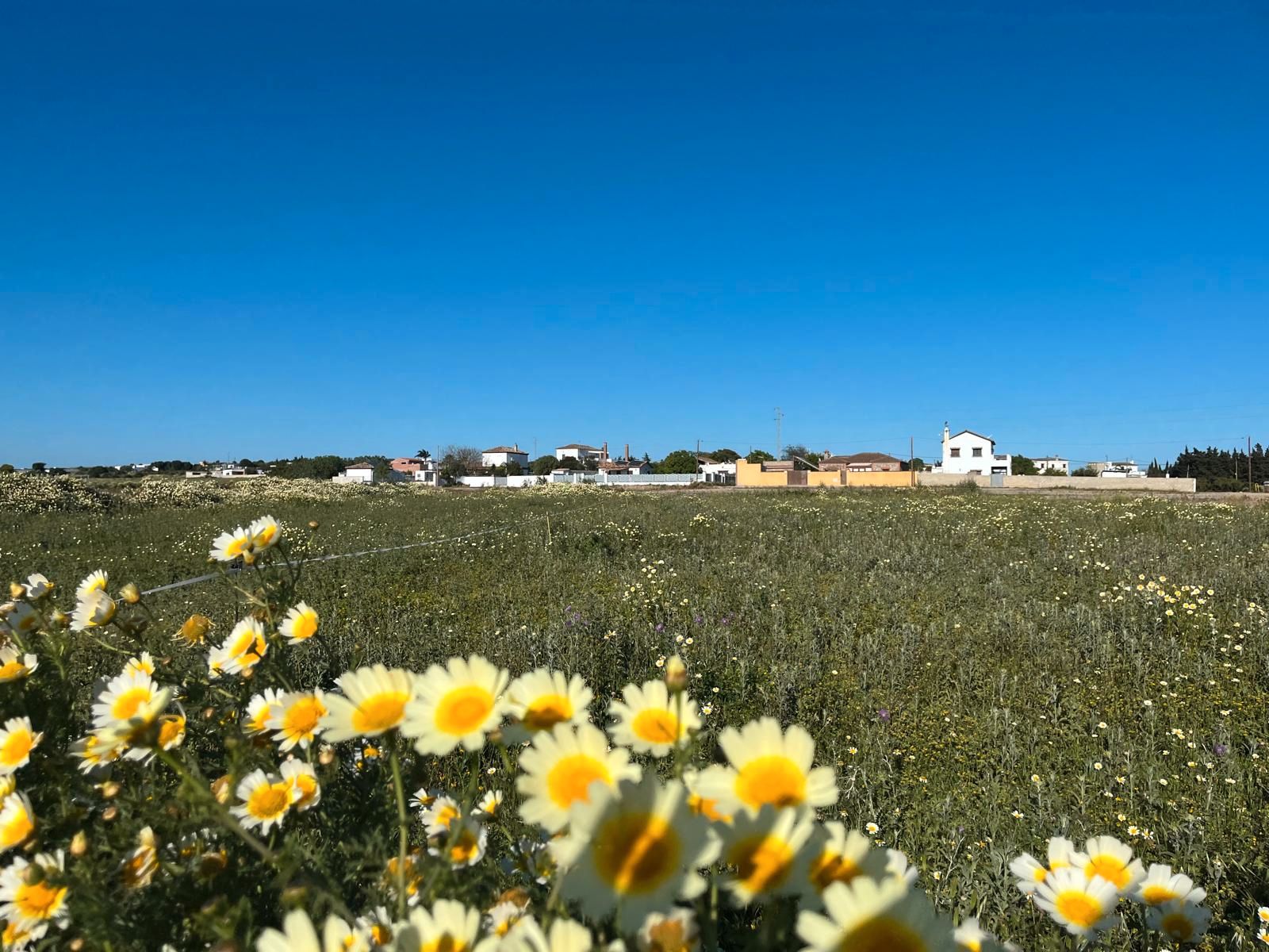 Land for sale in Conil de la Frontera