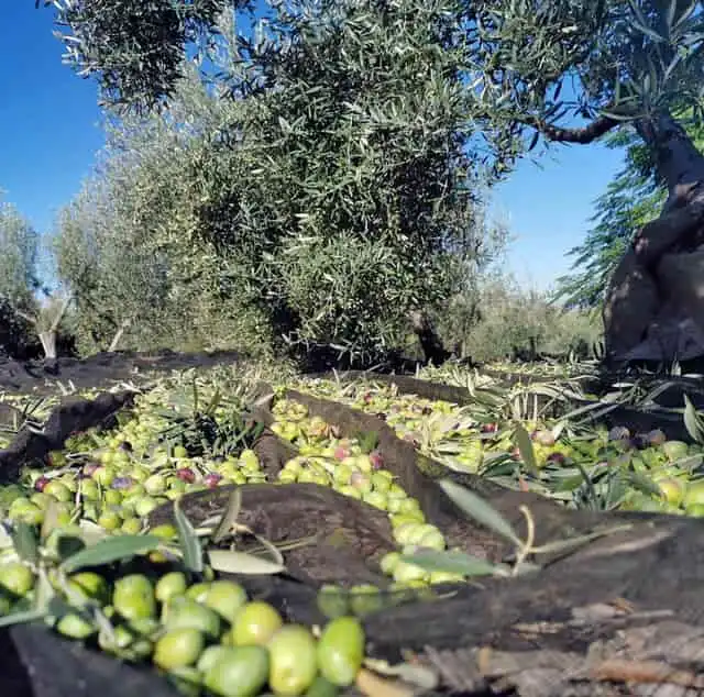 Jardín de Finca rústica en venta en Bufali con Terraza, Trastero y Balcón