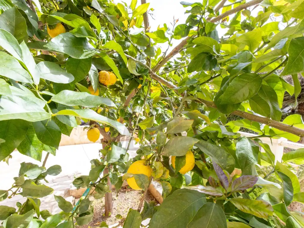 Wohnung mit Garten zum Verkauf in Avenida Pere Matutes Noguera, imagen 30