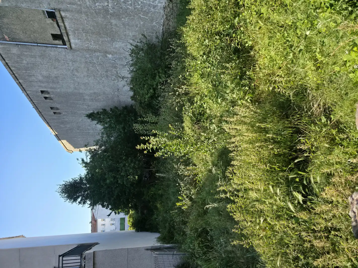 Terreno rustico in vendita a Cervera de Pisuerga - CL CAMPO, imagen 4
