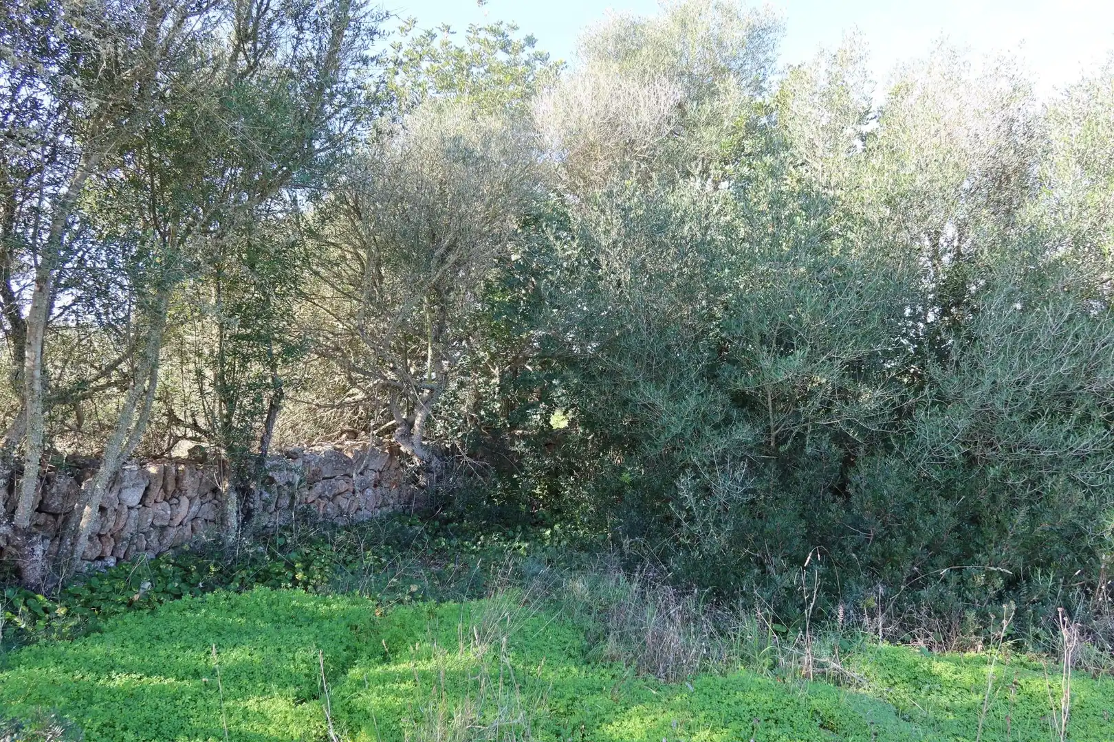 Residential land for sale in Campos poble, imagen 17