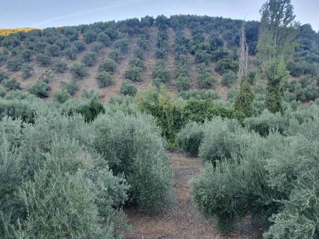 Terreno en Venta en Puente de Génave