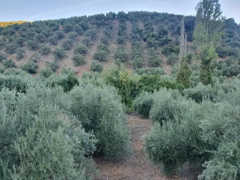 Terreni e lotti in vendita a Puente de Génave