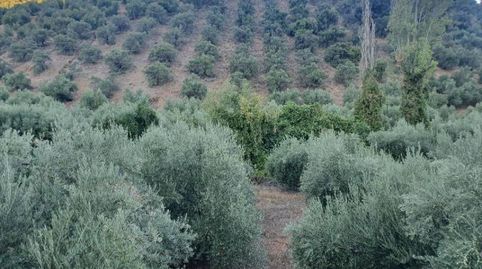 OLIVAR DE SECANO EN PEÑOLITE