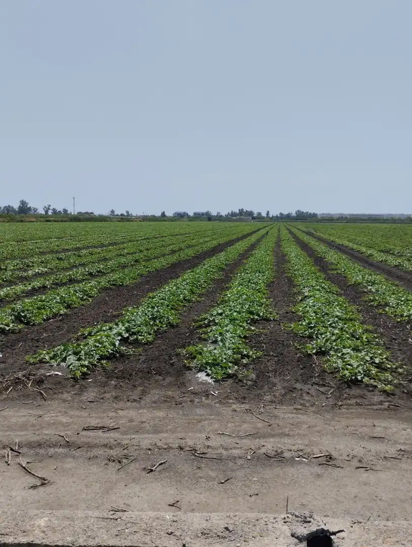Rural land for sale in N/A, imagen 12